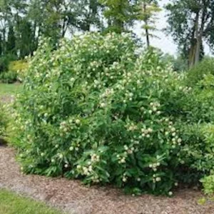 Buttonbush Plant 12-24in Tall - Cephalanthus occidentalis Bare Root Shrub - Image 4