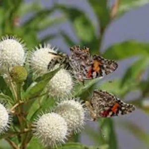 Buttonbush Plant - 3 Bare Root Shrub, 12-24in Tall - Cephalanthus occidentalis - Image 1