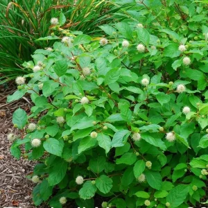 Buttonbush Shrub (Cephalanthus occidentalis) – 3 Bare-root Live Plants – Attracts Pollinators - Image 1
