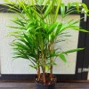 Cabada Palm Tree Live Plant - Rare Tropical Palm - 3 Gallon Pot - 2-3 Ft Tall - Image 1