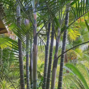 Cabada Palm Tree Live Plant - Rare Tropical Palm - 3 Gallon Pot - 2-3 Ft Tall - Image 2