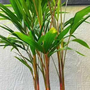 Cabada Palm Tree Live Plant - Rare Tropical Palm - 3 Gallon Pot - 2-3 Ft Tall - Image 4