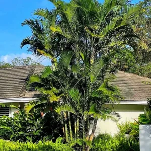 Cabada Palm Tree Live Plant - Rare Tropical Palm - 3 Gallon Pot - 2-3 Ft Tall - Image 6