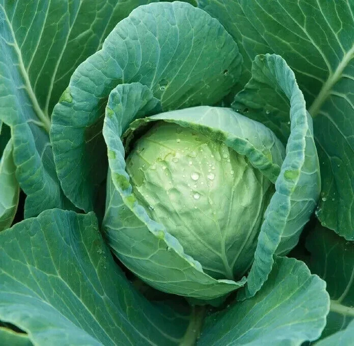 Cabbage Seeds - 300+ All Seasons Vegetable Seeds for Culinary Use - Image 2