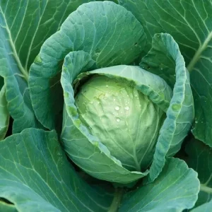 Cabbage Seeds - 300+ All Seasons Vegetable Seeds for Culinary Use - Image 1