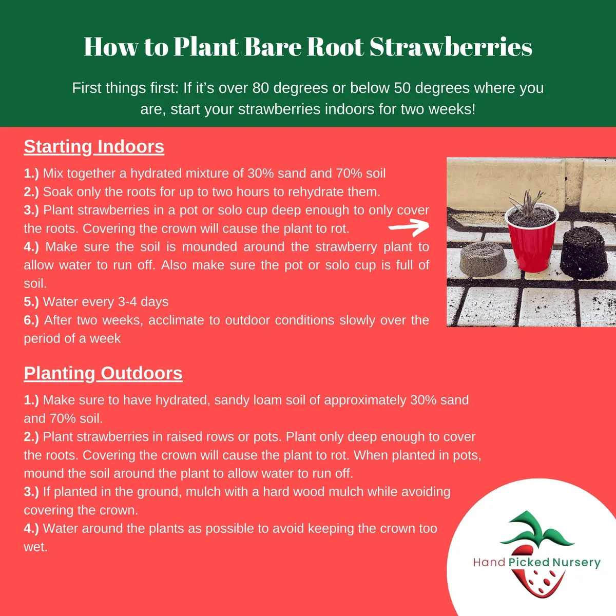 Cabot Strawberry Plants – Bare Root June-Bearing Variety – Extra Large Sweet Berries, Cold Hardy - Image 3