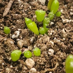 Cactus Seed Mix - DIY Cacti Garden Kit - Min. 25 Seeds - Image 2