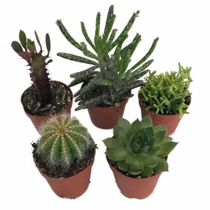 Cactus & Succulent Assortment - 5 Live Plants - 2 inch Pots - Easy Care Indoor/Outdoor - Image 1