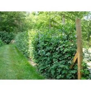 Caddo Blackberry Live Plant - Thornless Fruit Starter Plug - USDA Zones 5-9 - Image 3