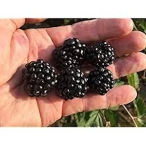 Caddo Blackberry Live Plant - Thornless Fruit Starter Plug - USDA Zones 5-9 - Image 4