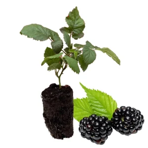 Caddo Blackberry Plant – Bare Root Thornless Plugs – Early Season, High Yield - Image 1