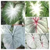 Caladium White Mix Flower Bulbs - Value Pack (6 Bulbs) Size #2 - Image 1