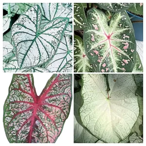 Caladium White Mix Flower Bulbs - Value Pack (6 Bulbs) Size #2 - Image 2