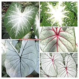 Caladium White Mix Flower Bulbs - Value Pack (6 Bulbs) Size #2 - Image 1