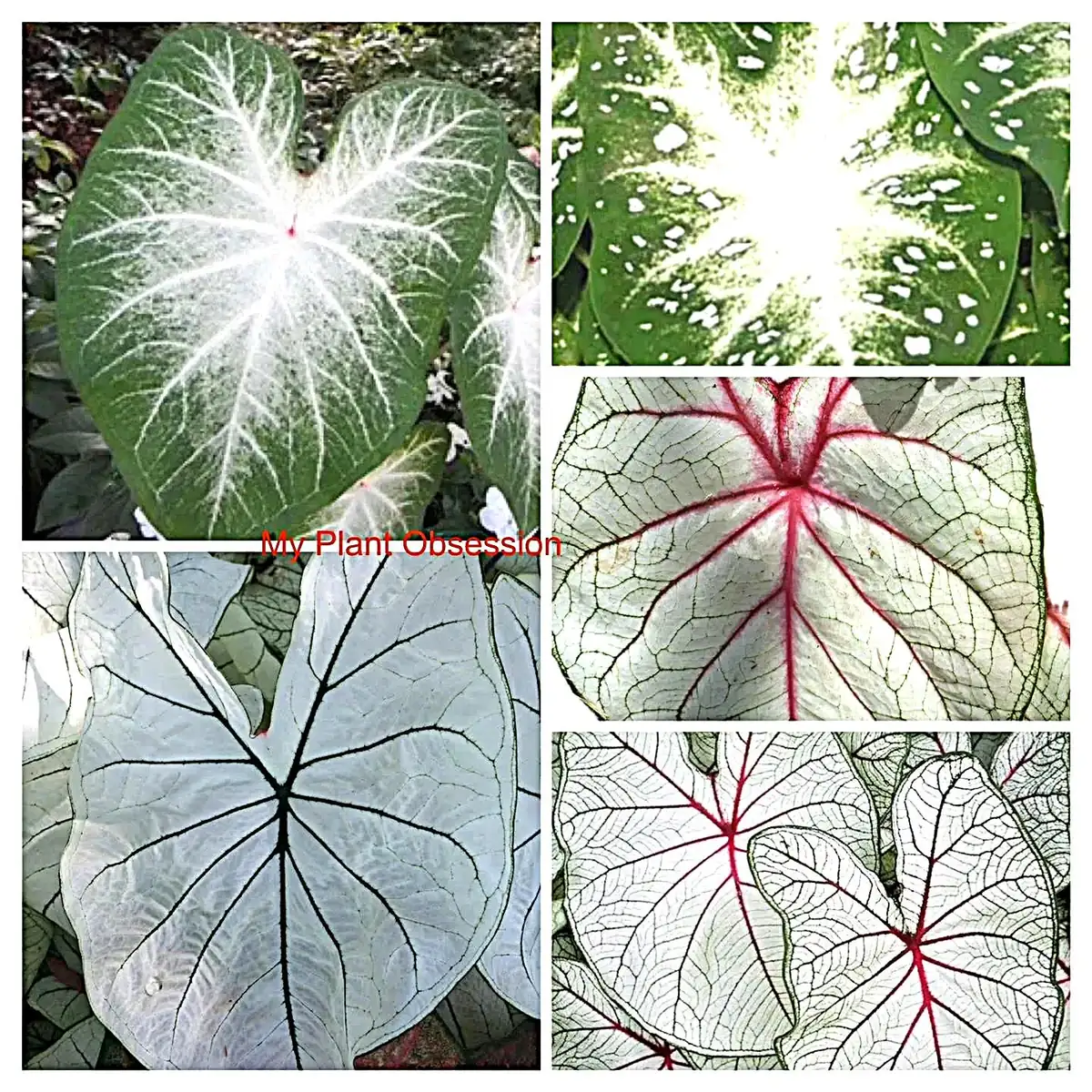 Caladium White Mix Flower Bulbs - Value Pack (6 Bulbs) Size #2 - Image 1