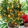 Calamansi Live Plant - Dwarf Calamondin Tree - Already Bearing Fruit - 1-2 Feet Tall in Gallon Pot - Indoor/Outdoor - Image 1
