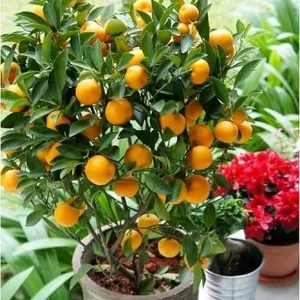 Calamansi Live Plant - Dwarf Calamondin Tree - Already Bearing Fruit - 1-2 Feet Tall in Gallon Pot - Indoor/Outdoor - Image 4