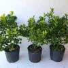 Calamansi Orange Tree Live Plant - Calamondin Citrus Microcarpa 20" Tall, 3 Gallon Pot - Image 1