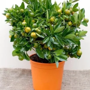 Calamansi Orange Tree Live Plant - Calamondin Citrus Microcarpa 20
