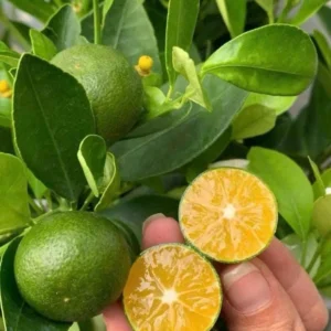 Calamansi Orange Tree Live Plant - Calamondin Citrus Microcarpa 20