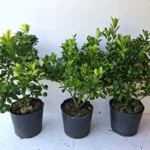 Calamansi Orange Tree Live Plant - Calamondin Citrus Microcarpa 20