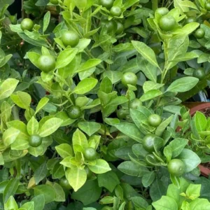 Calamansi Orange Tree Live Plant - Calamondin Citrus Microcarpa 20