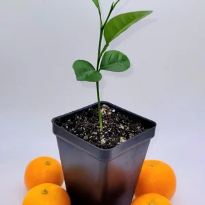 Calamondin Calamansi Live Plant Seedling, 3-5 Inches Tall - Indoor/Outdoor Citrus Tree - Image 3