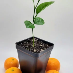 Calamondin Calamansi Live Plant Seedling, 3-5 Inches Tall - Indoor/Outdoor Citrus Tree - Image 4