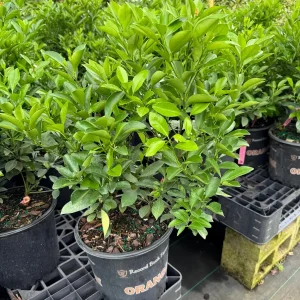 Calamondin Citrus Tree Live Plant - 3 Gallon, 2-3 ft Tall - Dwarf Fruit Tree - Image 3