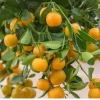 Calamondin Live Plant - Calamansi Citrus Tree in Half Gallon Pot - Image 1
