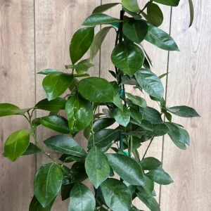 Calamondin Live Plant - Calamansi Citrus Tree in Half Gallon Pot - Image 2