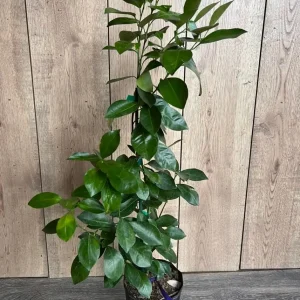 Calamondin Live Plant - Calamansi Citrus Tree in Half Gallon Pot - Image 3