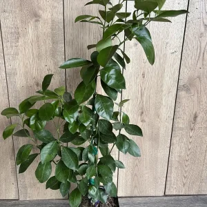 Calamondin Live Plant - Calamansi Citrus Tree in Half Gallon Pot - Image 5