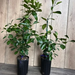 Calamondin Live Plant - Calamansi Citrus Tree in Half Gallon Pot - Image 7