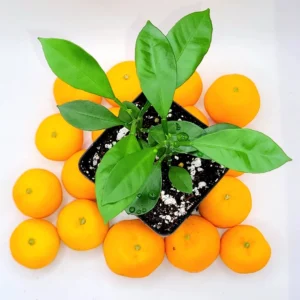 Calamondin Tree Live Plant 2-Pack, Dwarf Citrus, 3-5 Inches Tall, Indoor - Image 2