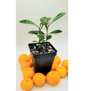 Calamondin Tree Live Plant 2-Pack, Dwarf Citrus, 3-5 Inches Tall, Indoor - Image 1