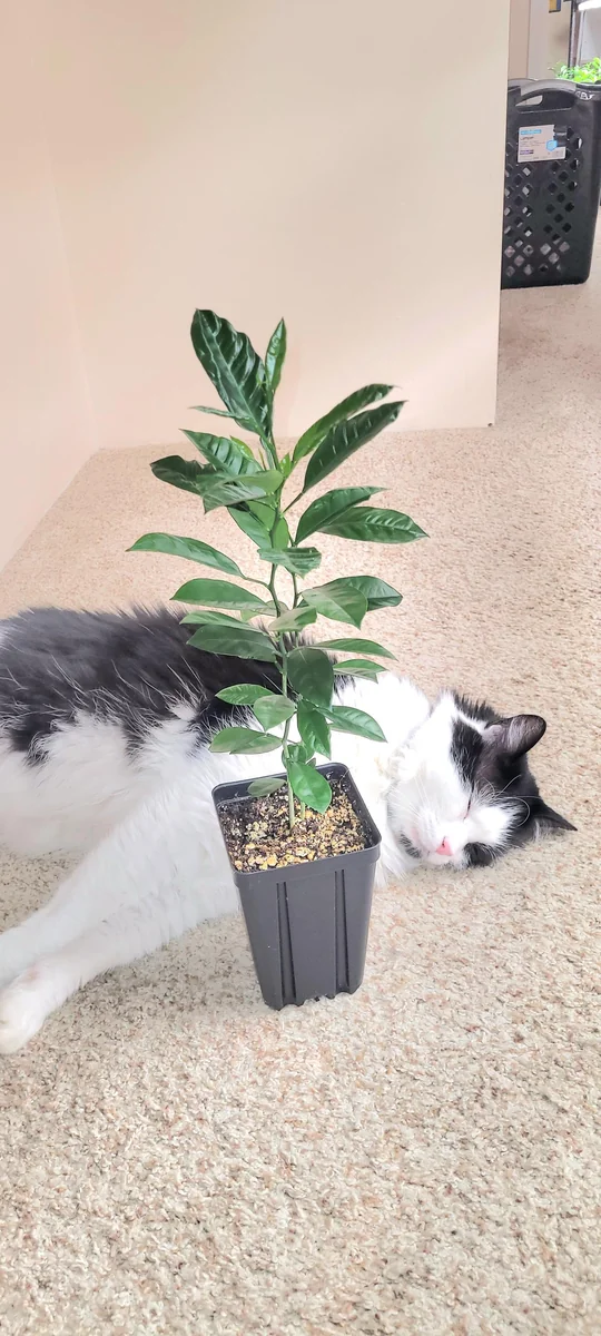 Calamondin Tree Live Plant - 6-12 Inches Tall - Indoor/Outdoor Citrus Fruit - Image 2