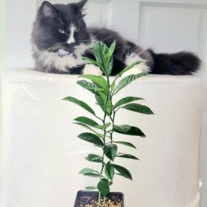 Calamondin Tree Live Plant - 6-12 Inches Tall - Indoor/Outdoor Citrus Fruit - Image 3