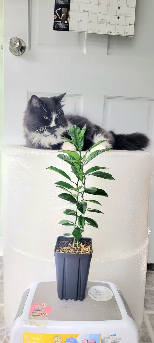 Calamondin Tree Live Plant - 6-12 Inches Tall - Indoor/Outdoor Citrus Fruit - Image 3