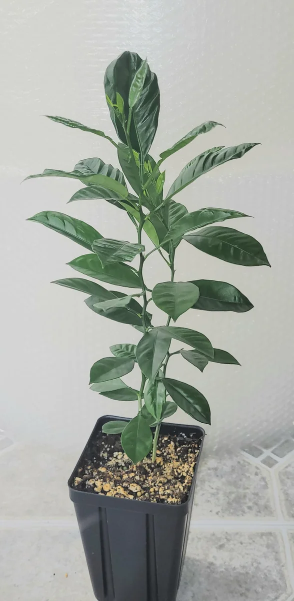 Calamondin Tree Live Plant - 6-12 Inches Tall - Indoor/Outdoor Citrus Fruit - Image 4