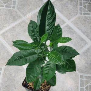 Calamondin Tree Live Plant - 6-12 Inches Tall - Indoor/Outdoor Citrus Fruit - Image 5