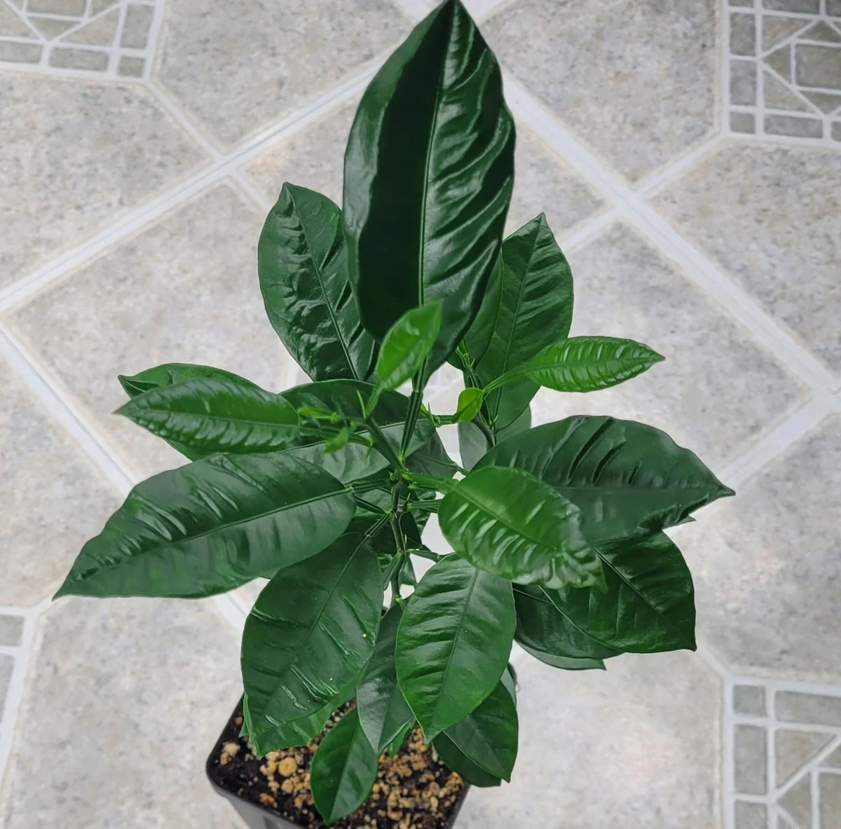 Calamondin Tree Live Plant - 6-12 Inches Tall - Indoor/Outdoor Citrus Fruit - Image 5