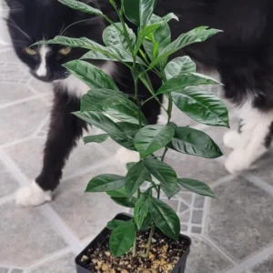 Calamondin Tree Live Plant - 6-12 Inches Tall - Indoor/Outdoor Citrus Fruit - Image 6