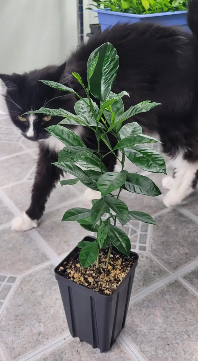Calamondin Tree Live Plant - 6-12 Inches Tall - Indoor/Outdoor Citrus Fruit - Image 6