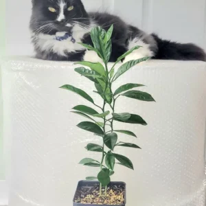 Calamondin Tree Live Plant - 6-12 Inches Tall - Indoor/Outdoor Citrus Fruit - Image 7
