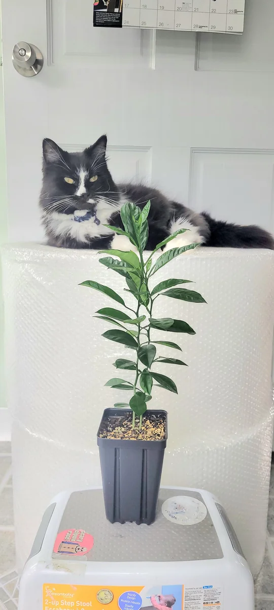 Calamondin Tree Live Plant - 6-12 Inches Tall - Indoor/Outdoor Citrus Fruit - Image 7