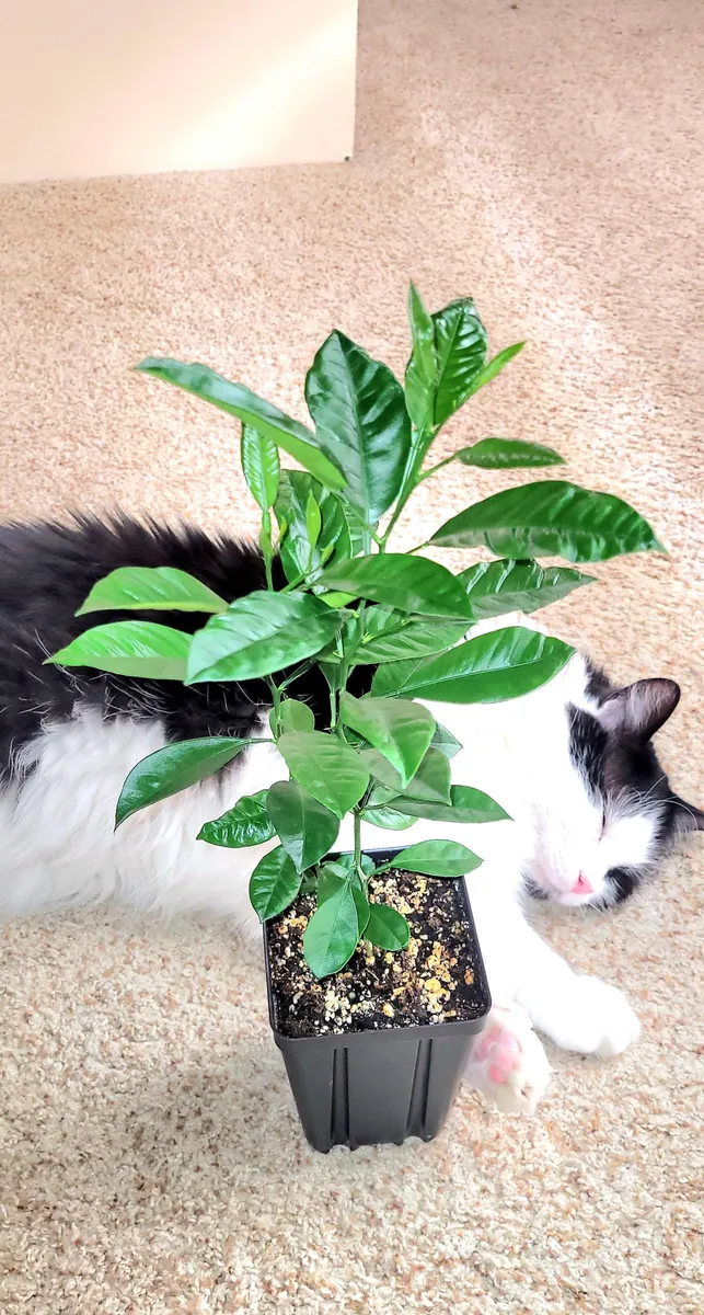 Calamondin Tree Live Plant - 6-12 Inches Tall - Indoor/Outdoor Citrus Fruit - Image 1