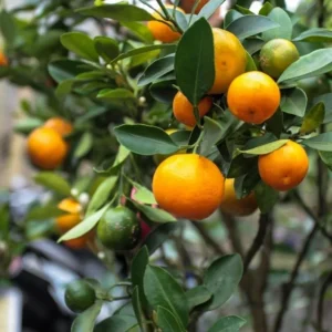 Calamondin Tree Live Plant - Grafted Citrus, 3-4 ft Tall, Outdoor Fruit Tree - Image 2