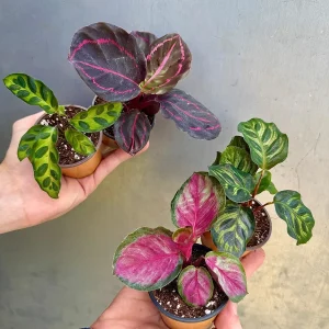 Calathea Assorted 4 Live Plants Set - 2 inch Pot Rooted Prayer Plants Indoor - Image 3