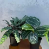 Calathea Assorted Live Plant Set - 2 Prayer Plants - 4 inch Pots - Indoor - Image 1